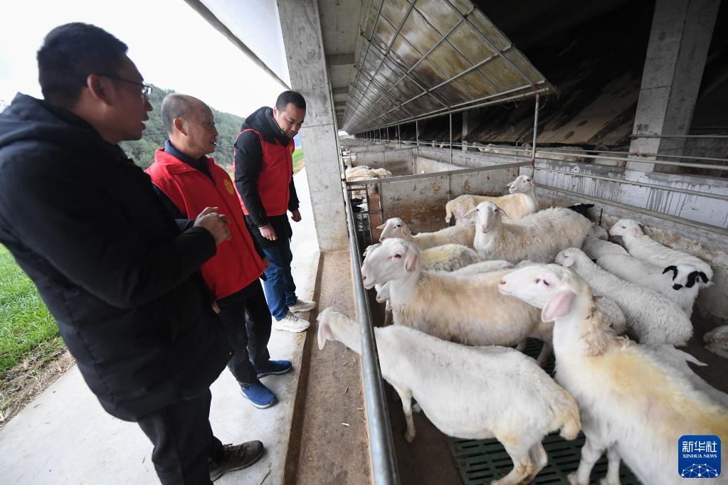 马鞍山羊场最新动态报道